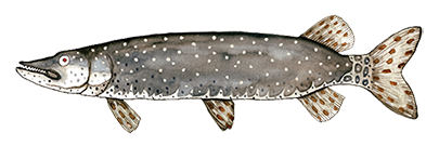 Brochet
